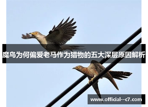 魔鸟为何偏爱老马作为猎物的五大深层原因解析